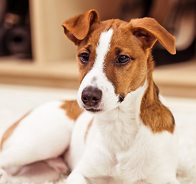 How Do I Protect My Dog From Fleas?
