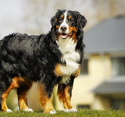 Nutrition for Your Dog's Skin and Coat
