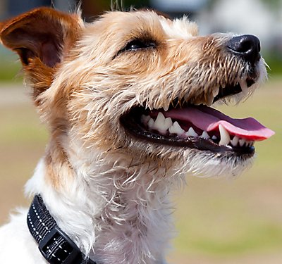 Protect Your Dog's Dental Health