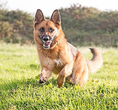 Your Dog's Hip and Joint Health